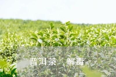 普洱茶 解毒/2023042824638